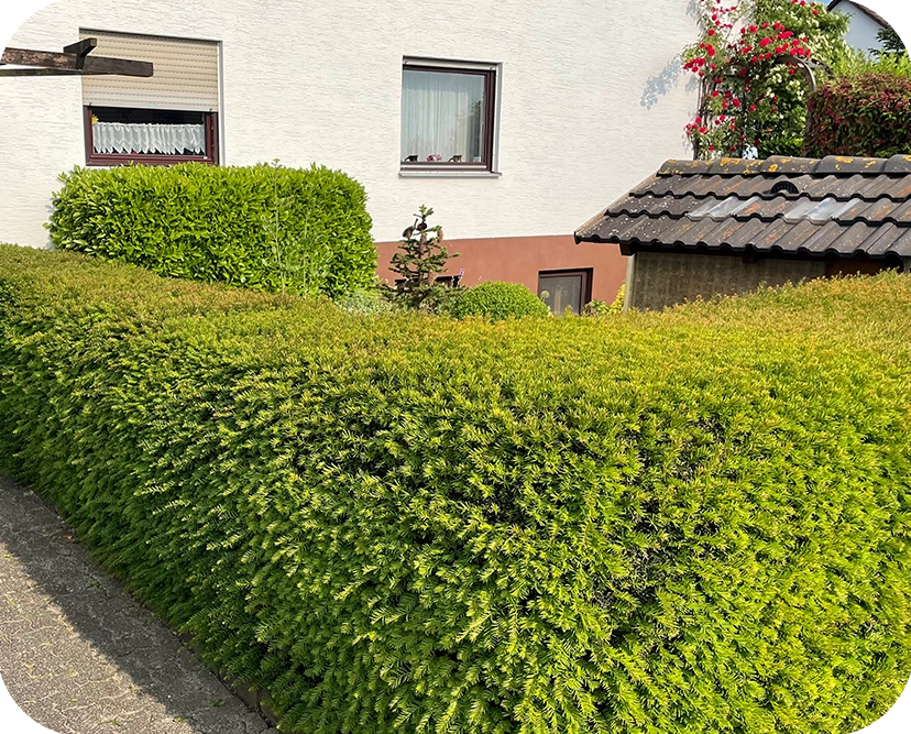 Saftige, grüne Hecke vor dem Heckenschnitt