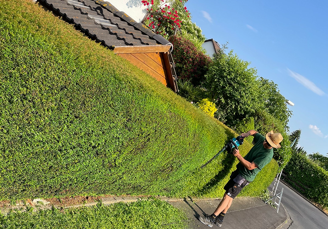 Dalibor von DALI Galabau beim Heckenschnitt einer saftigen grünen Hecke.